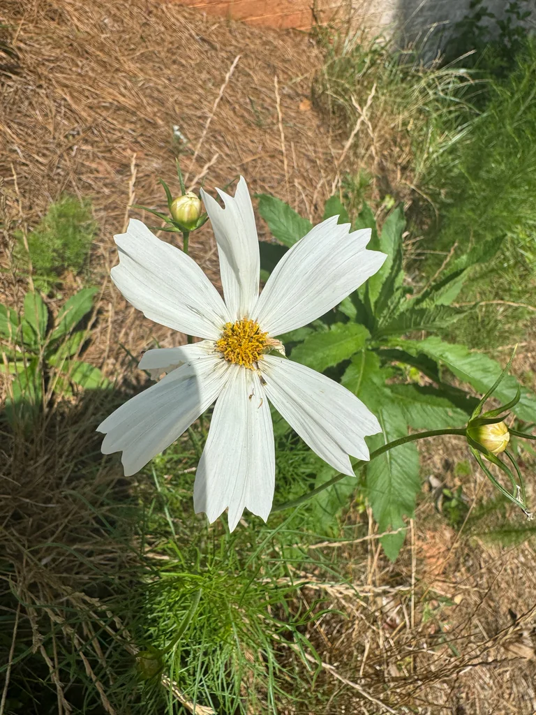 Cosmos Bipinnatus