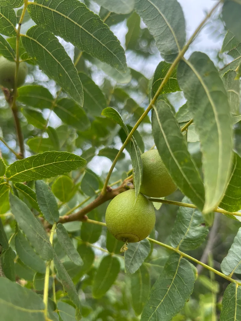 Juglans Californica