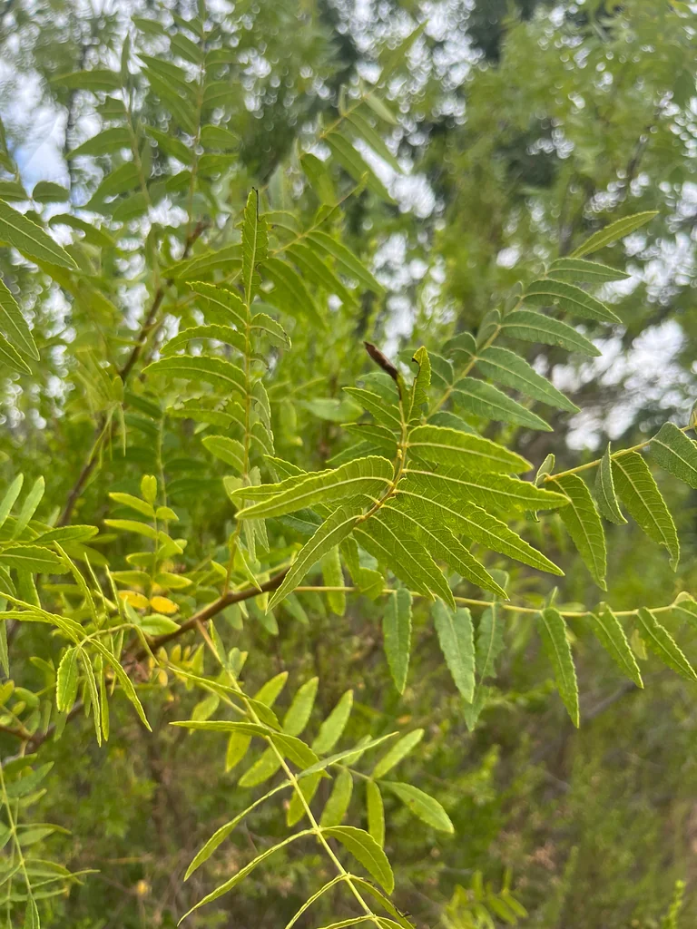 Juglans Californica