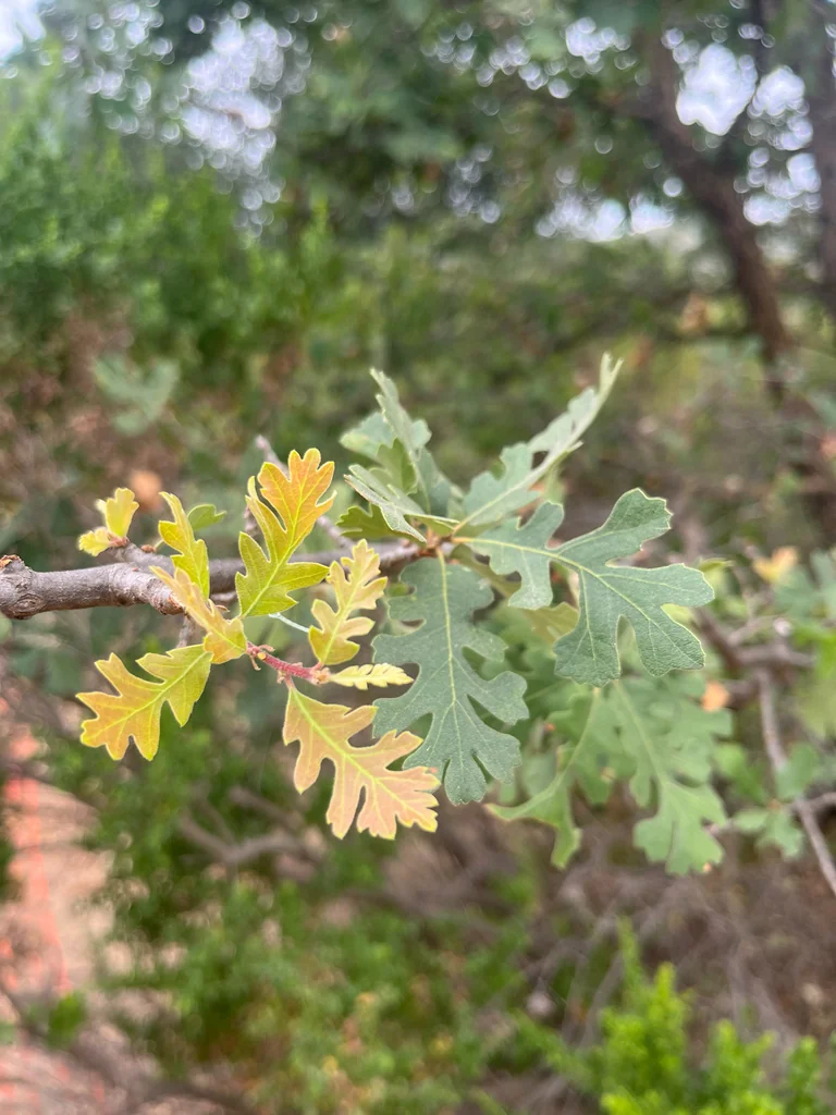Quercus Lobata