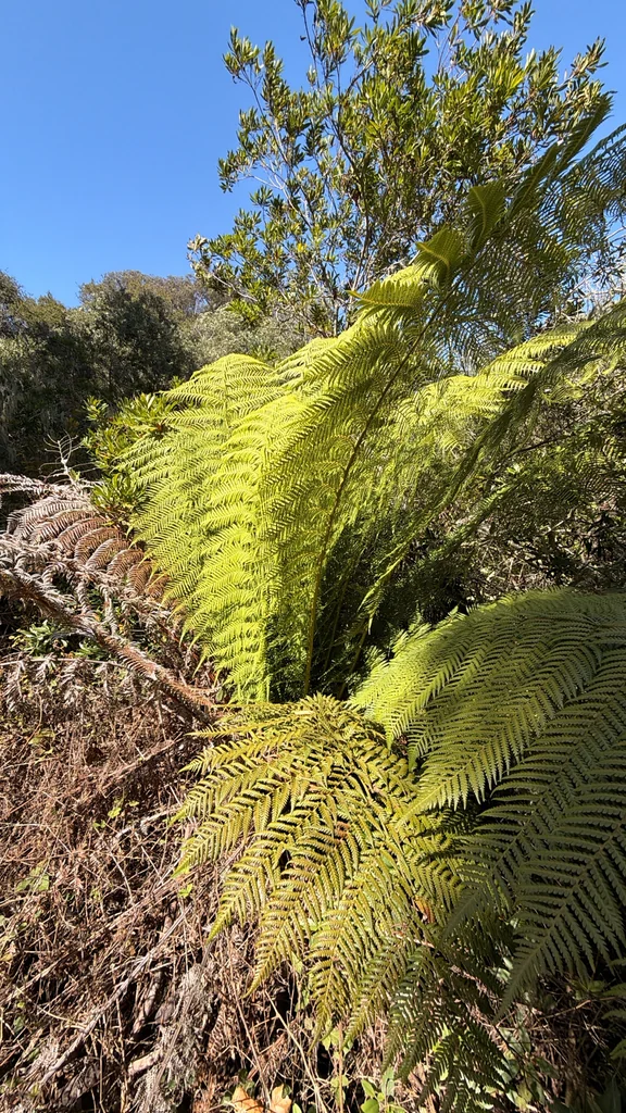 Dicksonia Antarctica