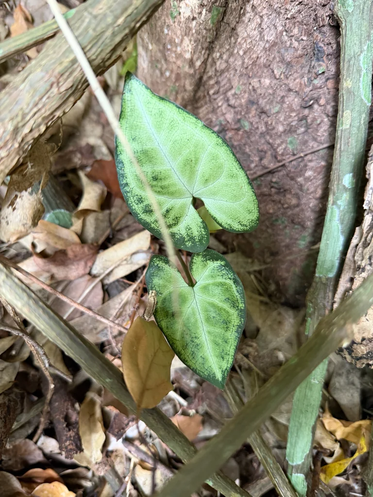 Syngonium podophyllum