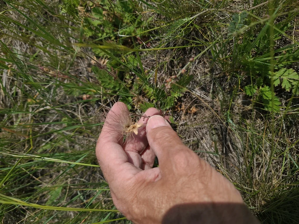 Geum Triflorum