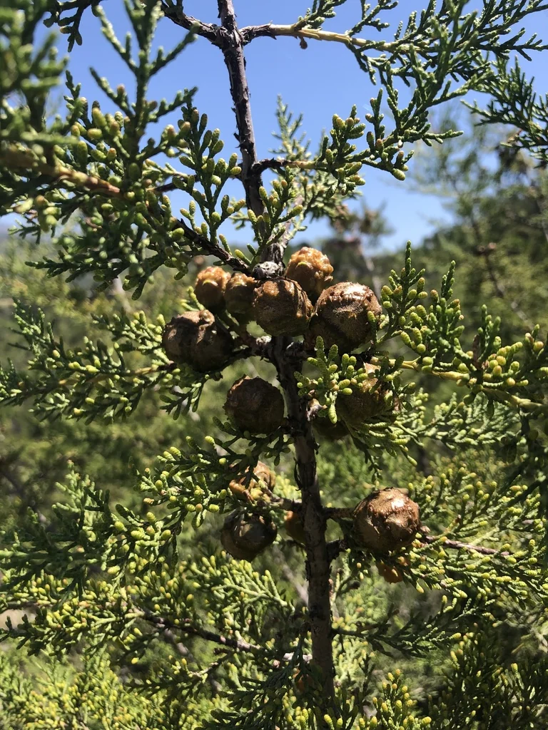 Hesperocyparis Forbesii