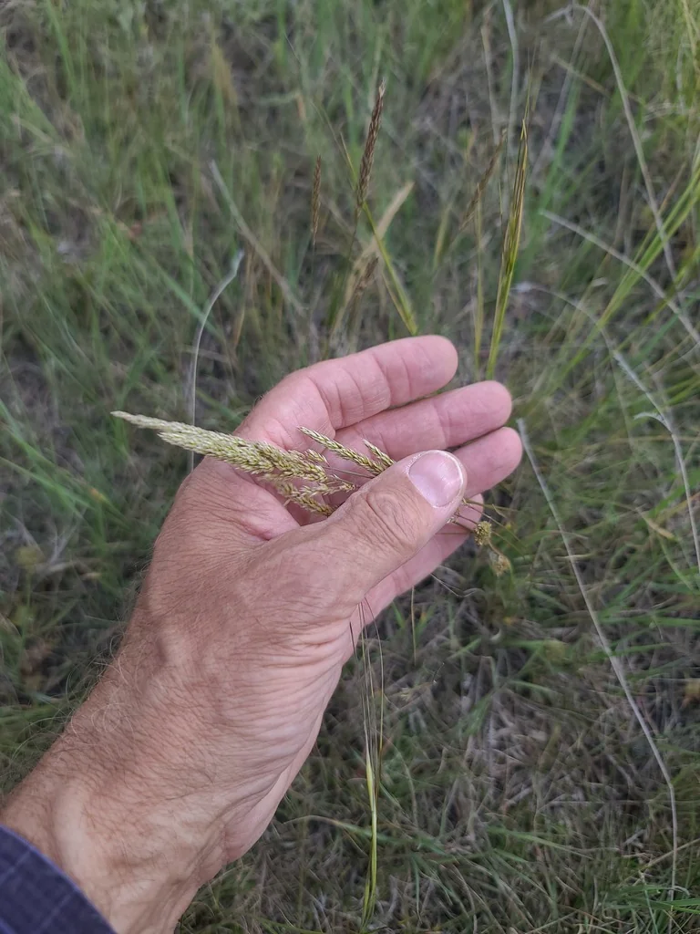 Koeleria Macrantha