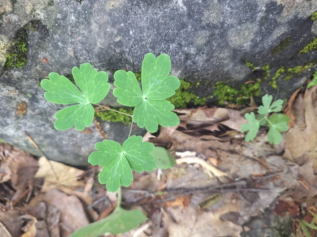Aquilegia Canadensis