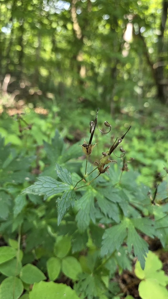 Geranium Maculatum