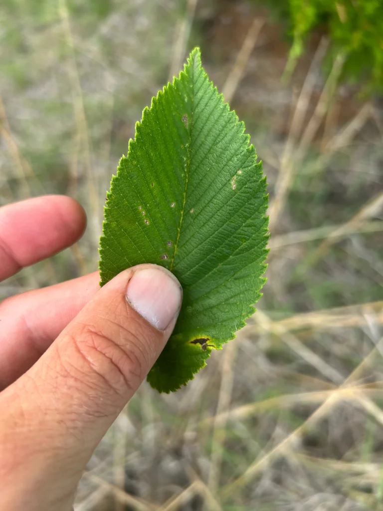 Ulmus Rubra