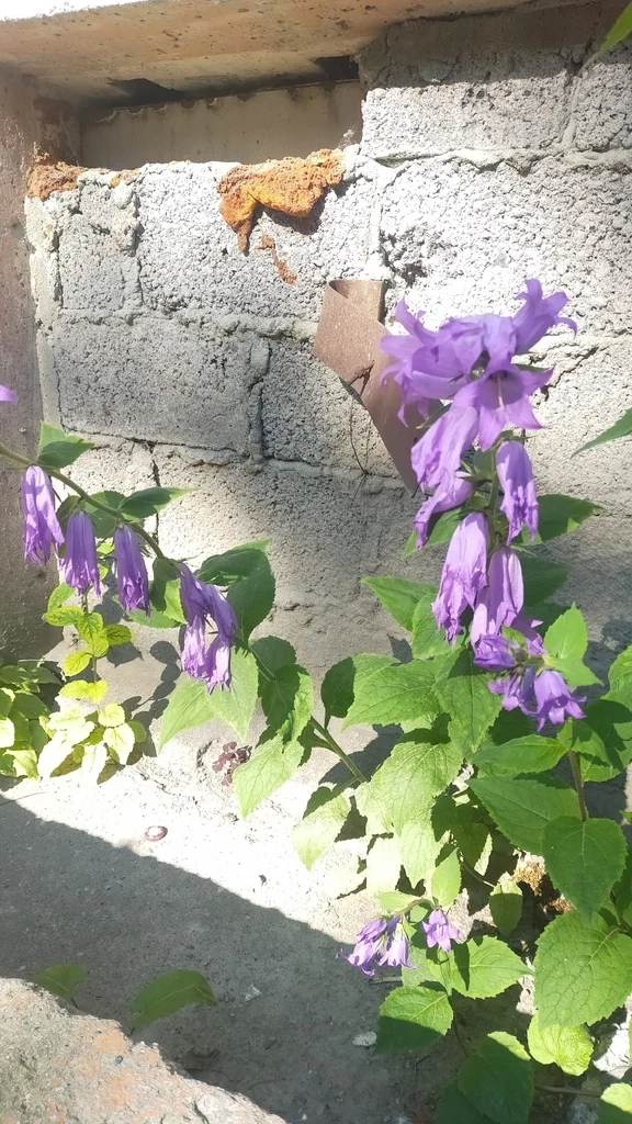 Campanula Latifolia