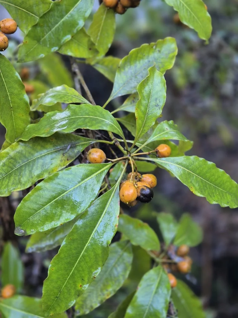 Pittosporum Undulatum