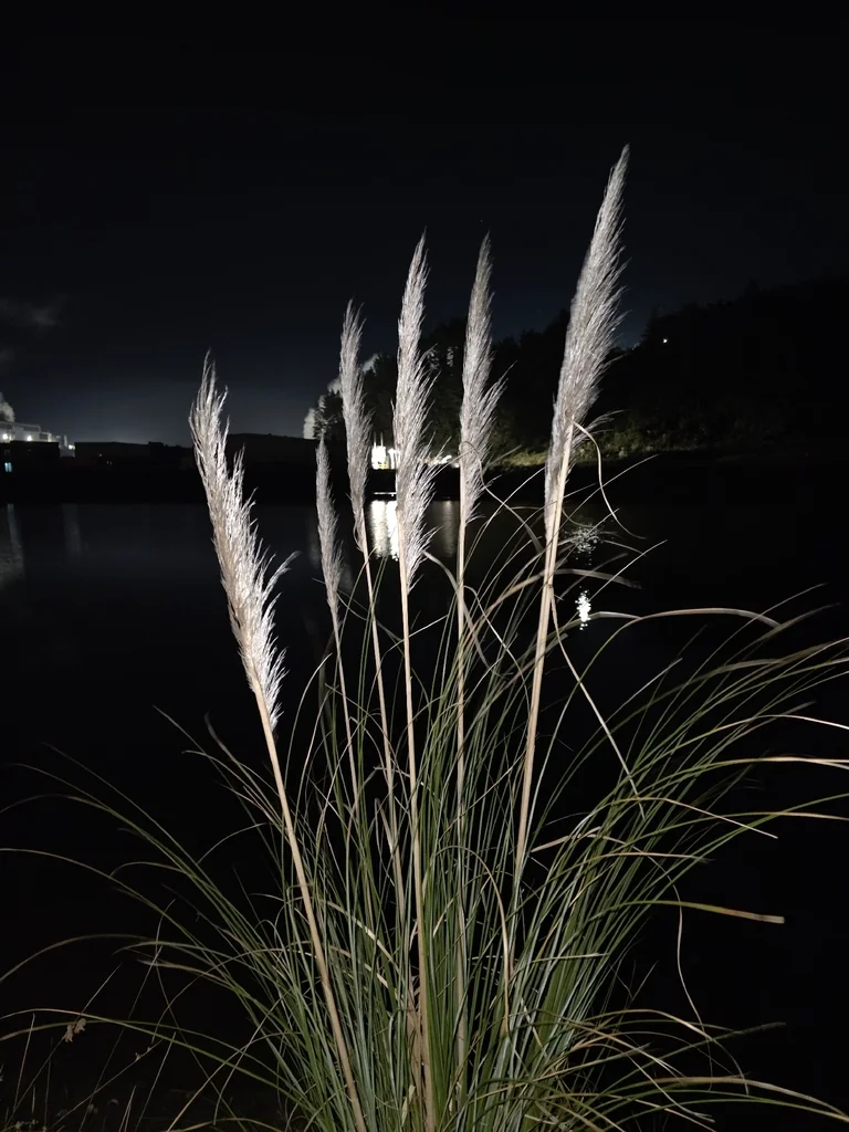 Cortaderia Selloana
