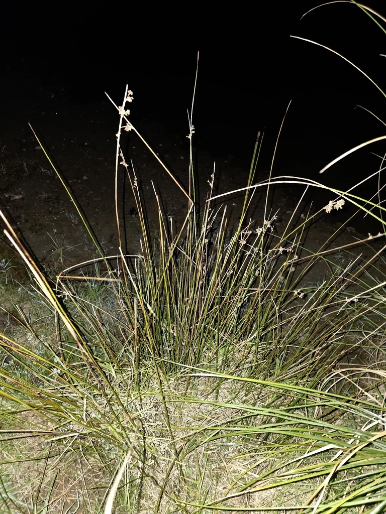 Juncus Pallidus