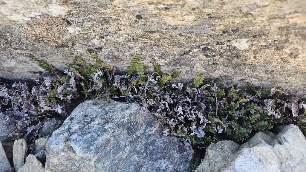 Blechnum Penna-Marina