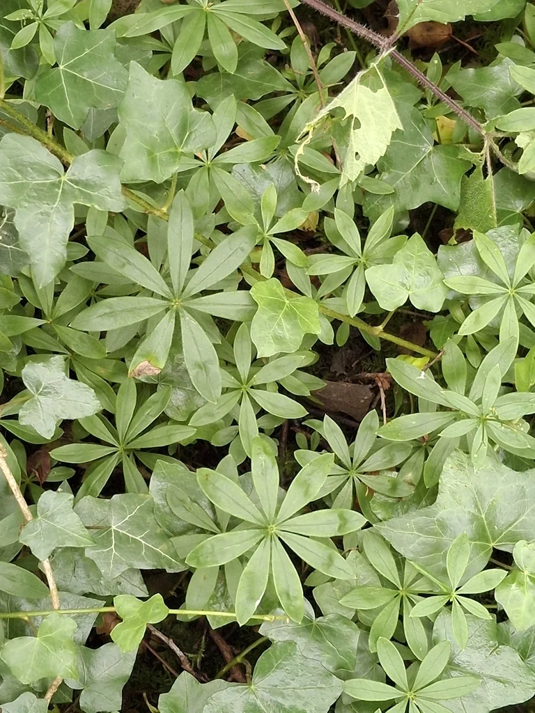 Galium Odoratum