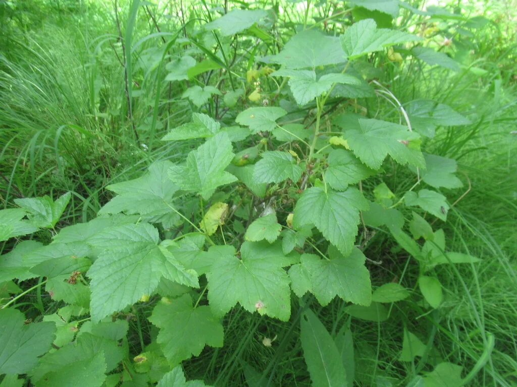 Ribes Nigrum