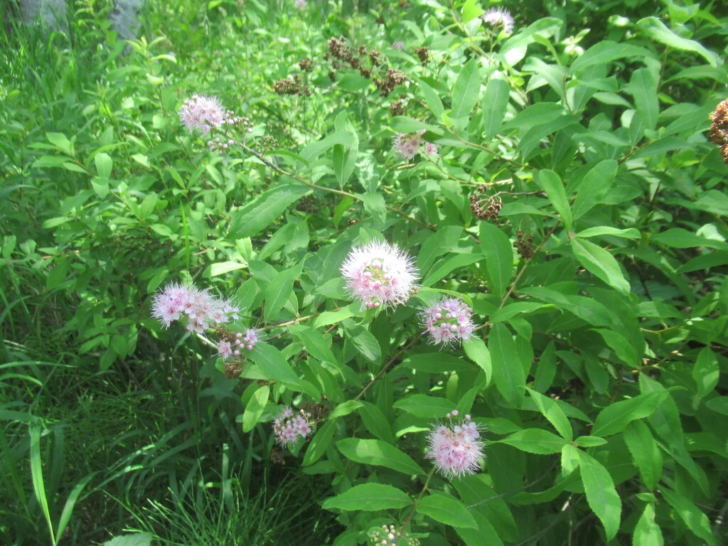 Spiraea Arguta