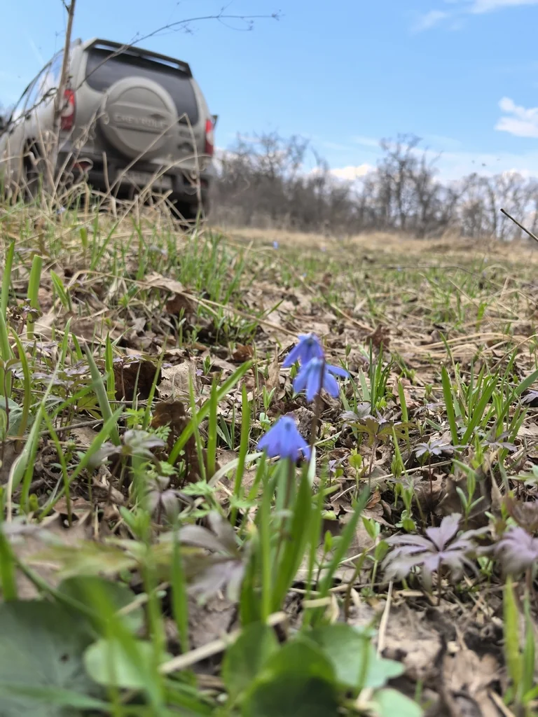Scilla Siberica