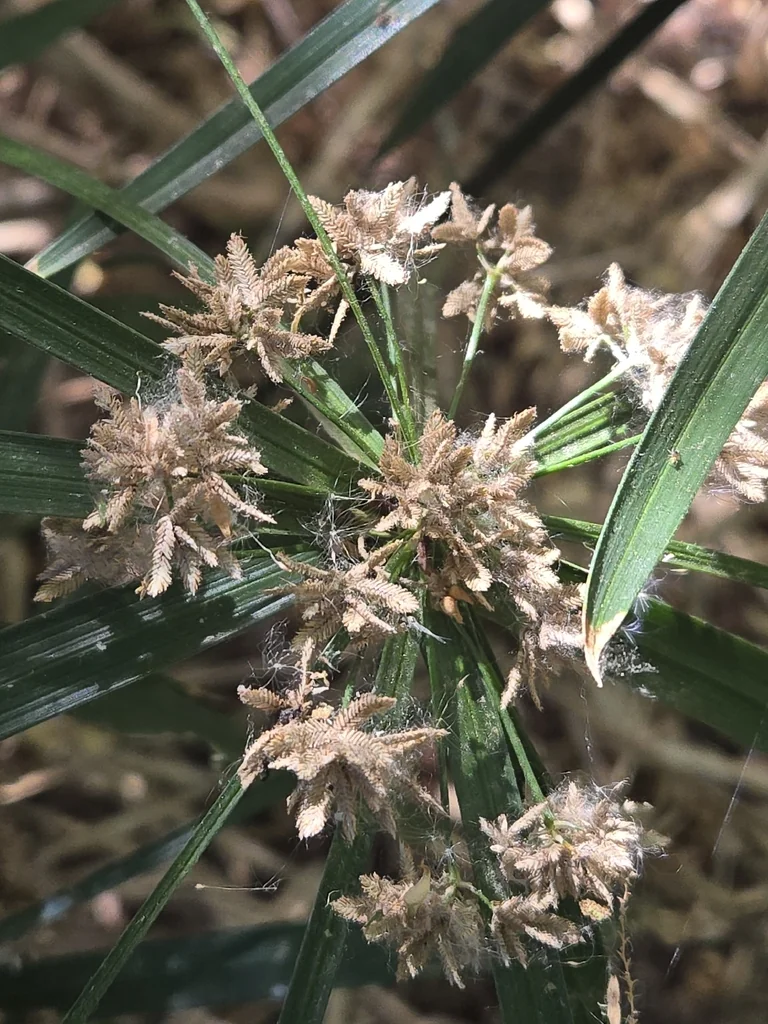 Cyperus Alternifolius