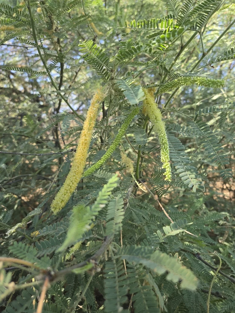 Prosopis Velutina