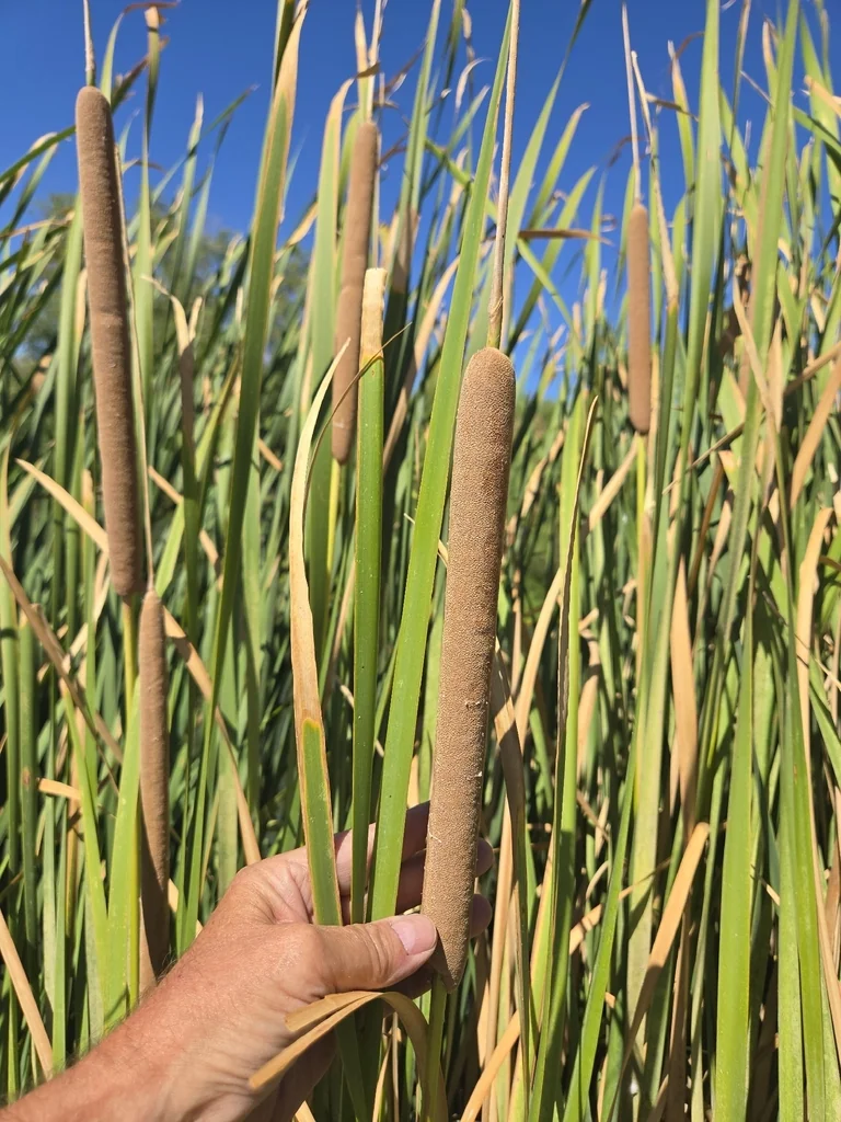 Typha Domingensis