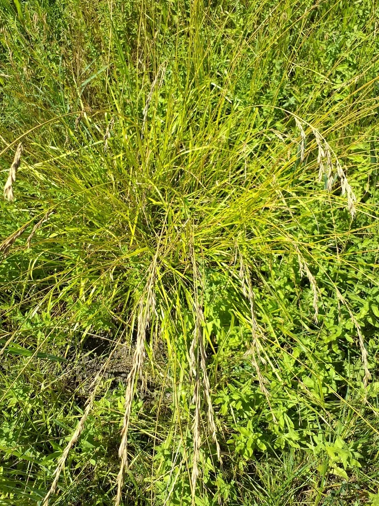 Festuca arundinacea