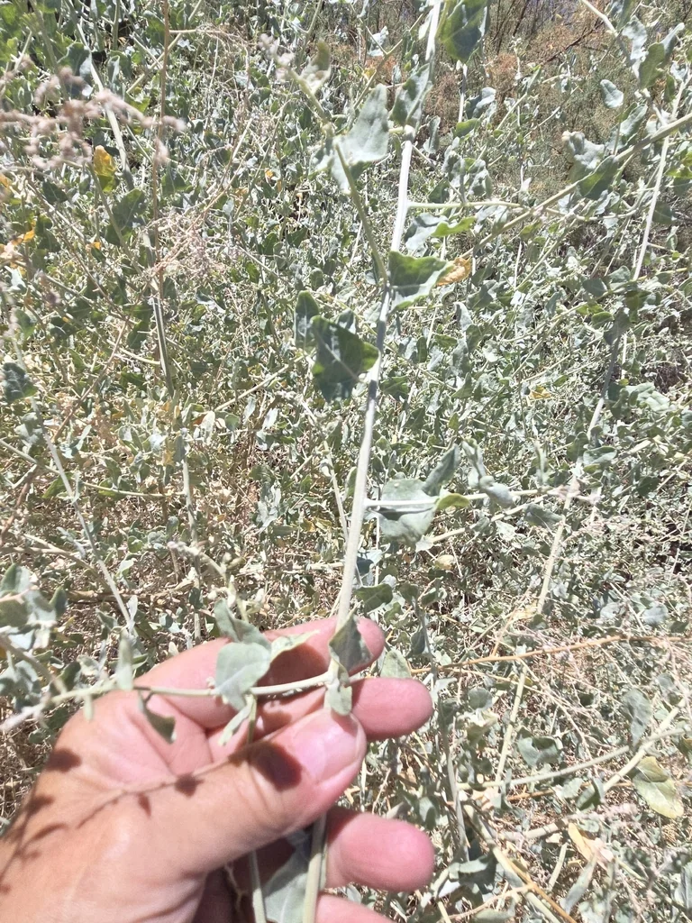 Atriplex Lentiformis