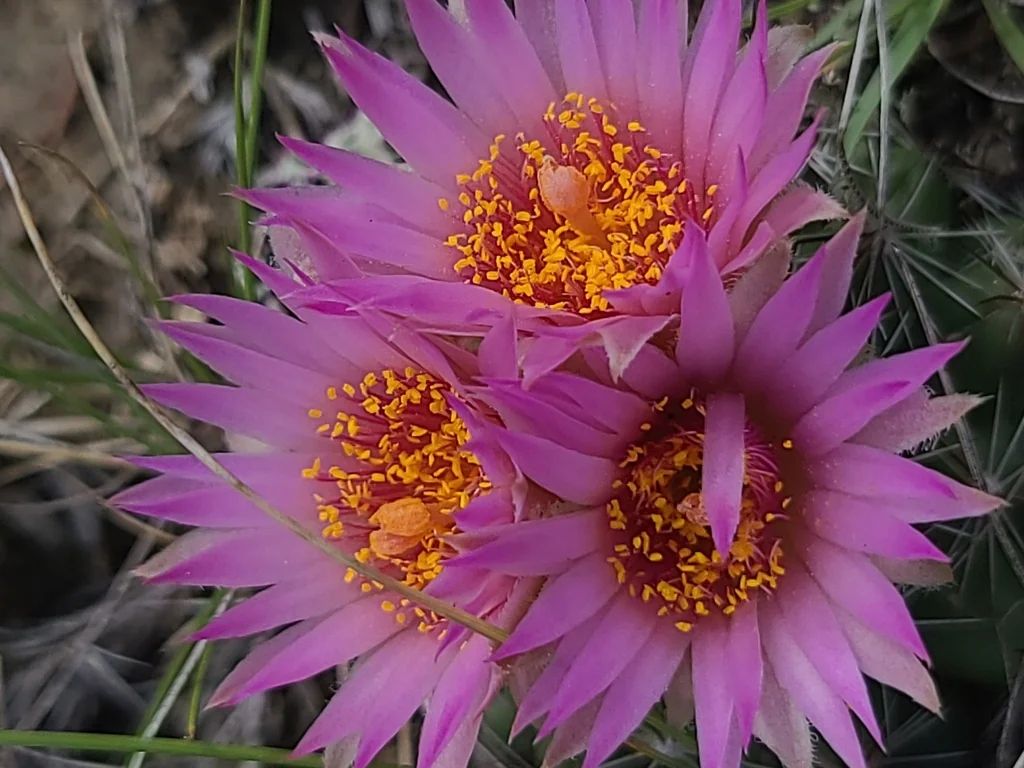 Escobaria Vivipara