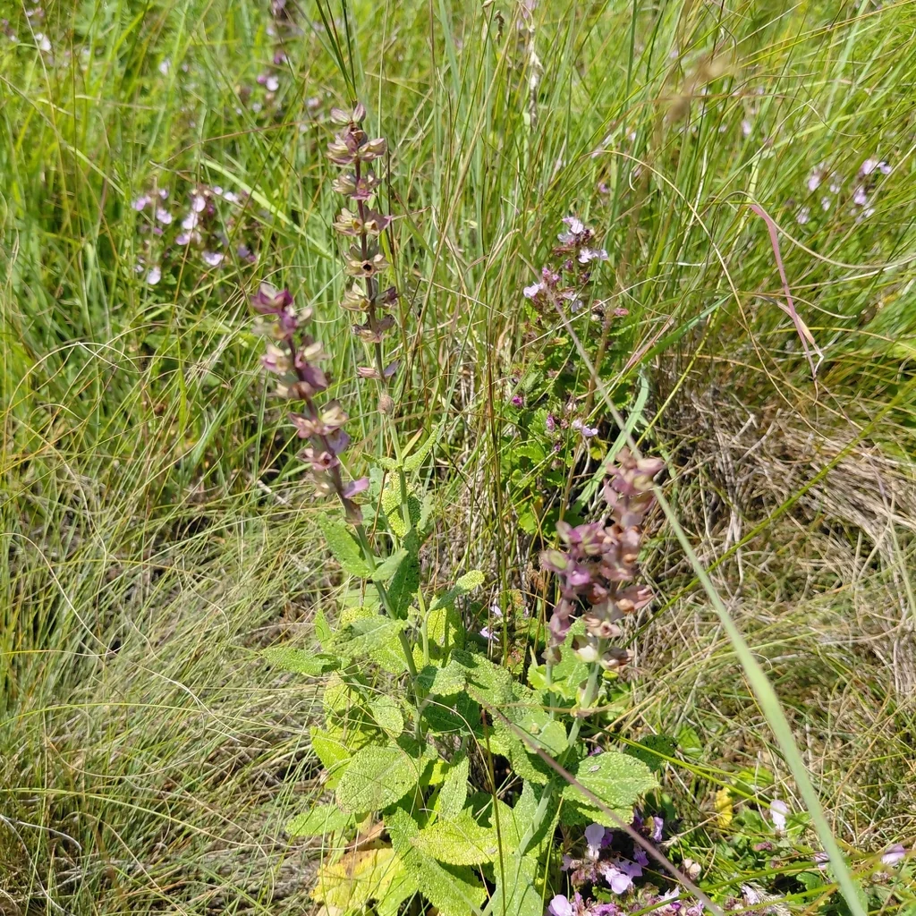 Salvia nemorosa