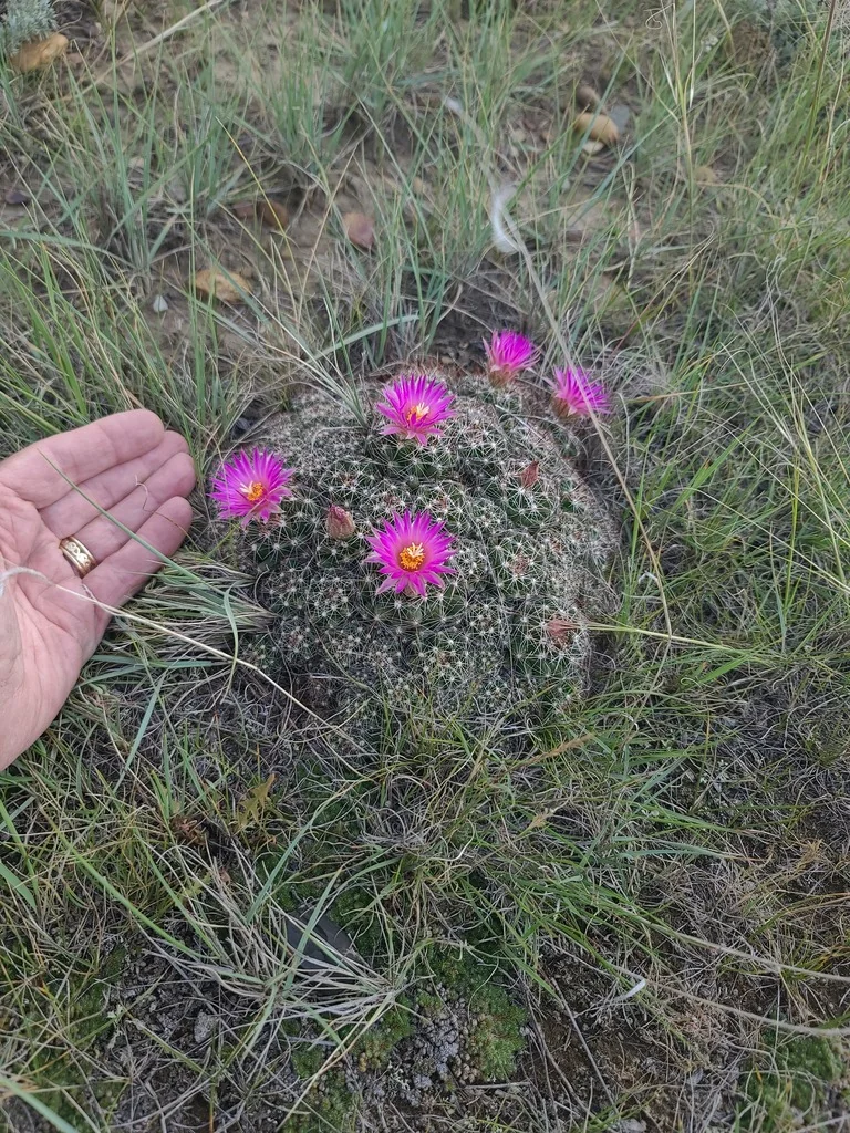 Escobaria Vivipara