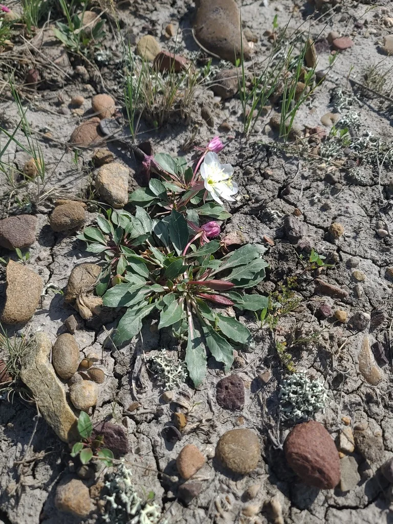 Oenothera Caespitosa