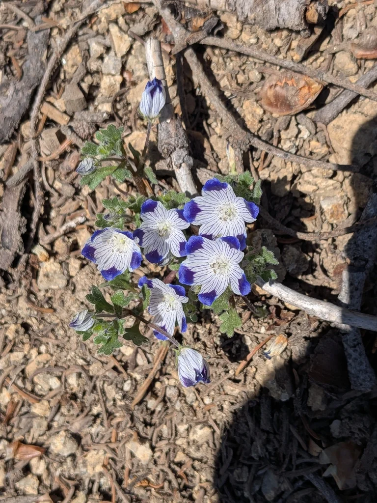Nemophila Maculata