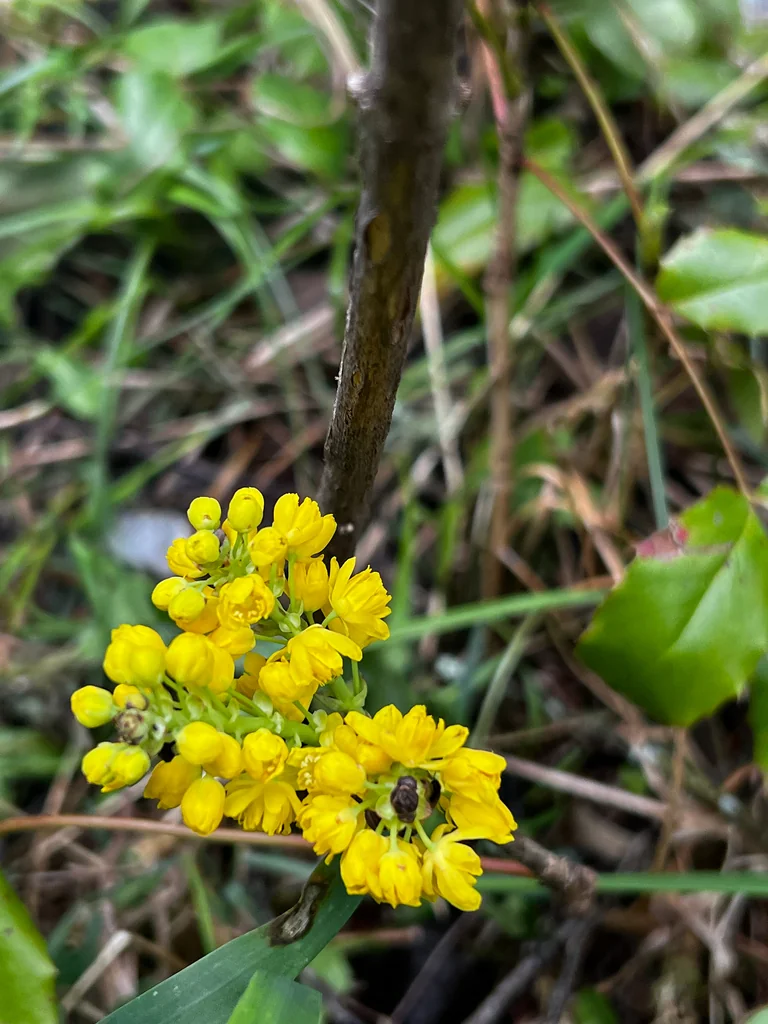 Mahonia Repens