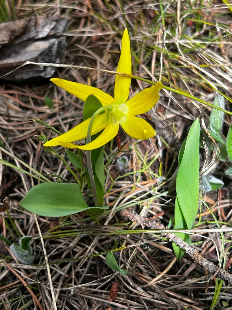 Erythronium Grandiflorum
