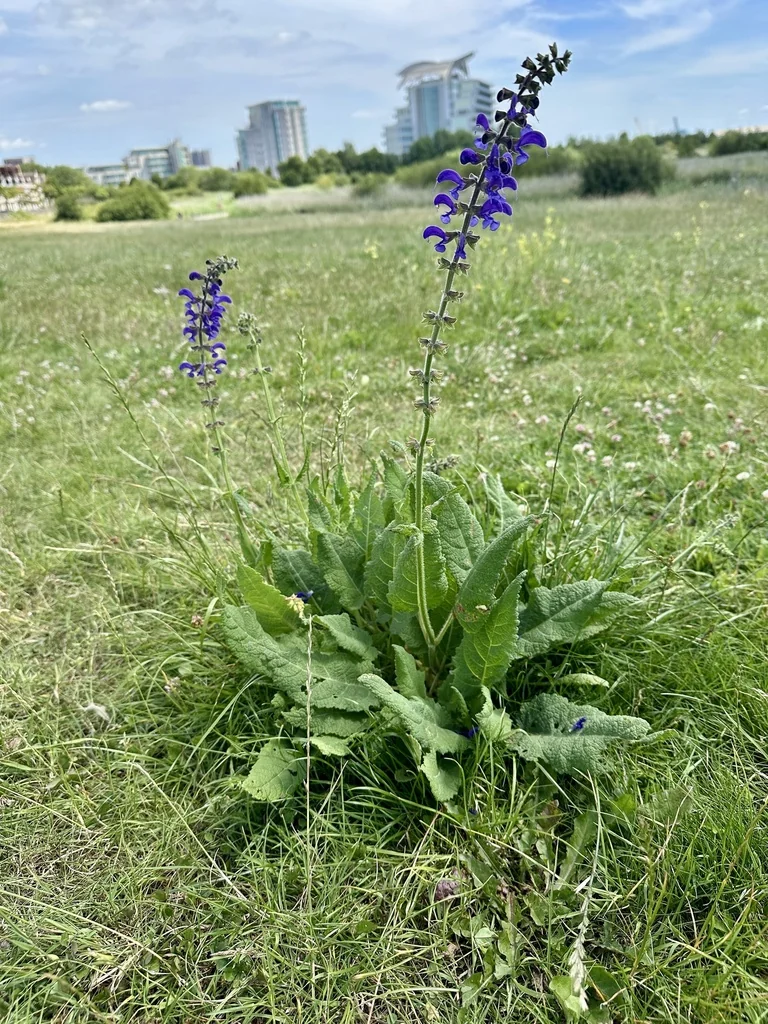 Salvia Pratensis
