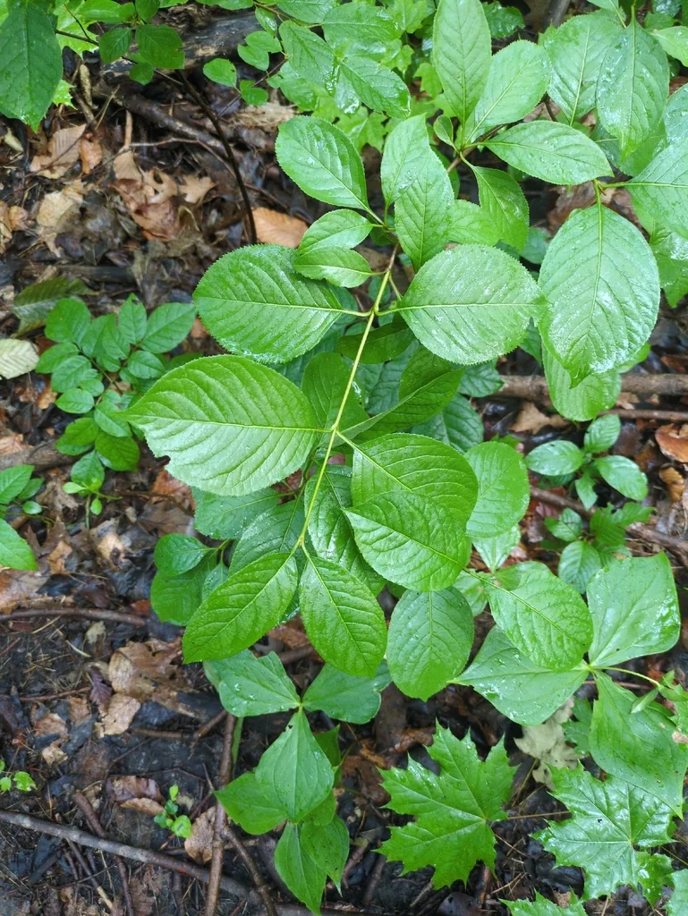 Viburnum Lentago
