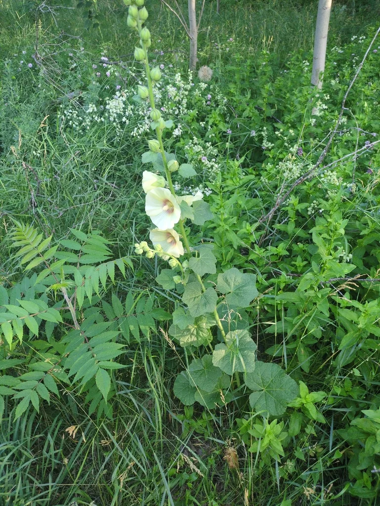 Alcea Rosea