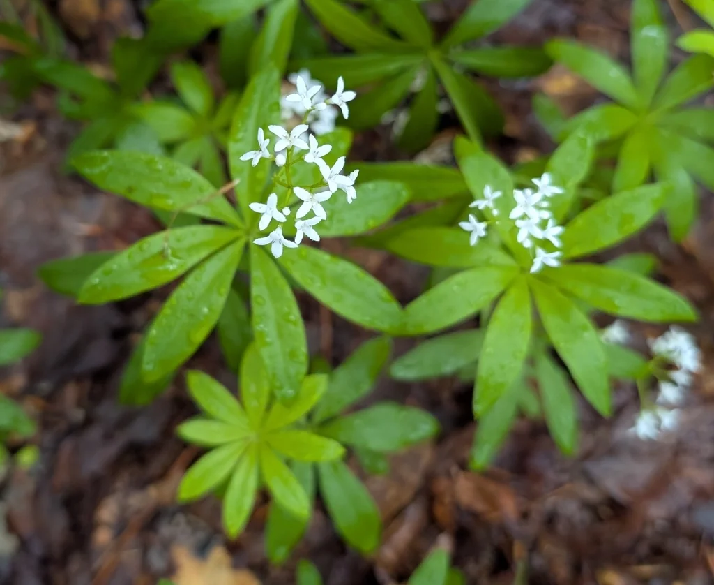 Galium Odoratum