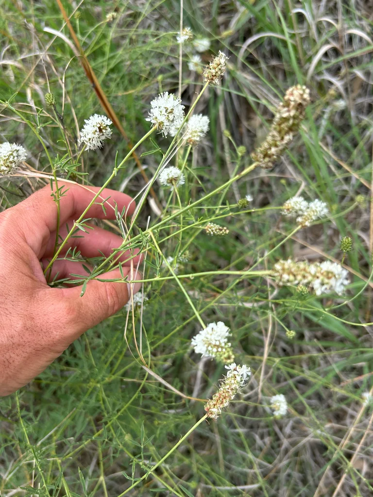 Dalea Candida