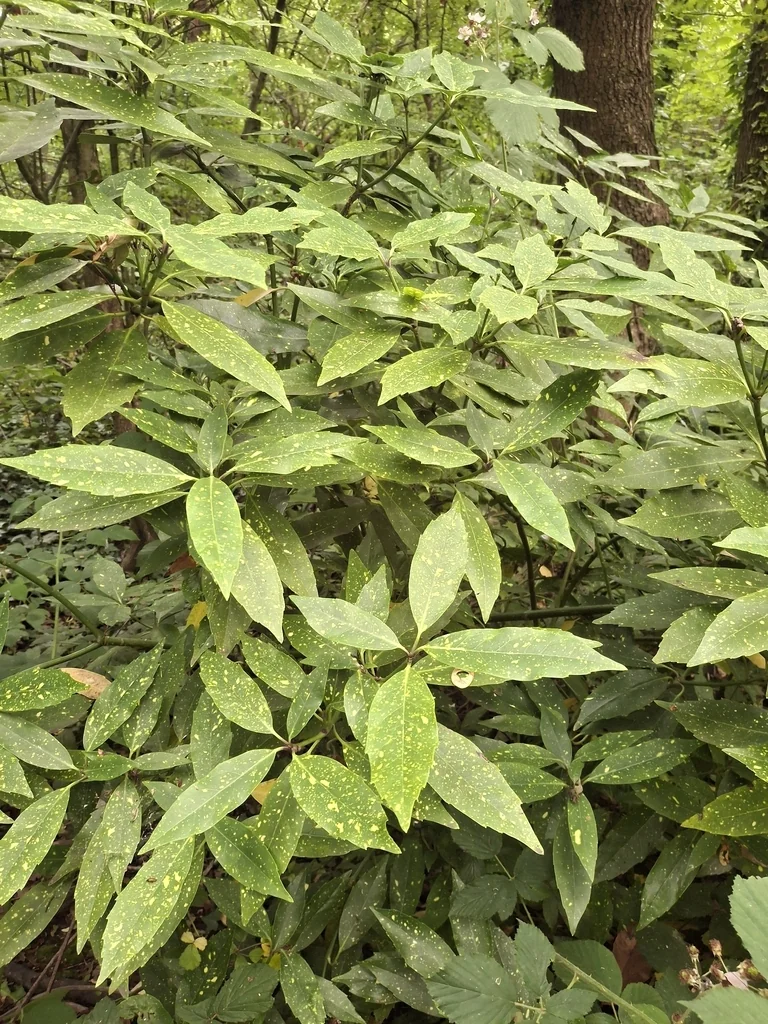 Aucuba Japonica