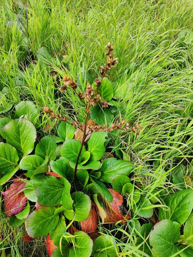 Bergenia Crassifolia