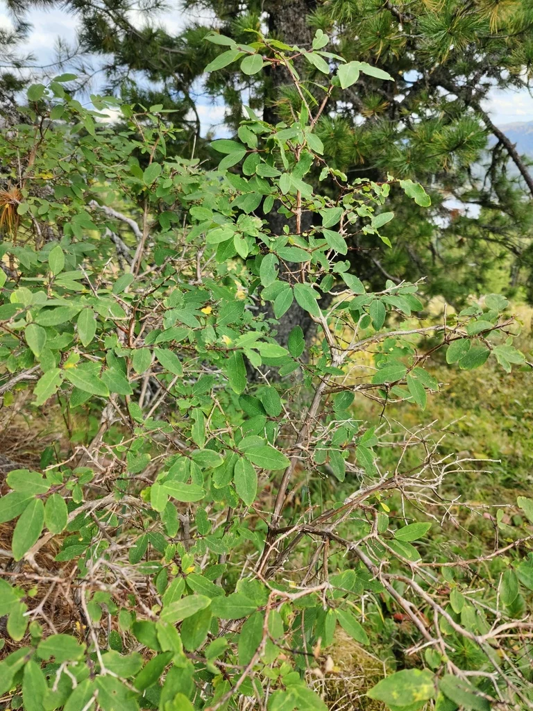 Lonicera Caerulea