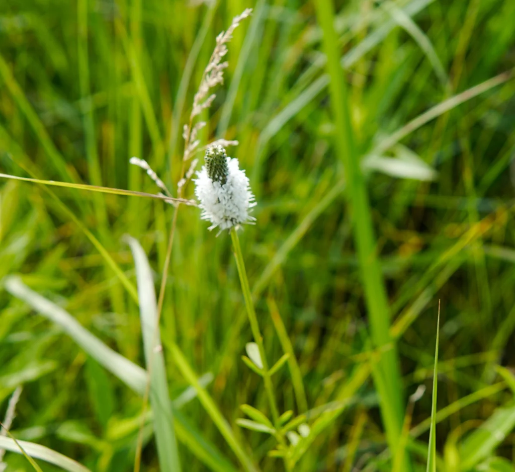 Dalea Candida
