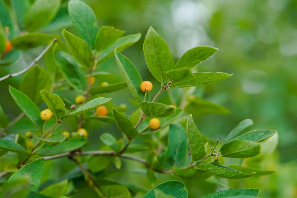 Lonicera Tatarica