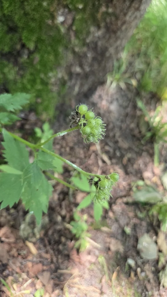 Hydrophyllum Virginianum