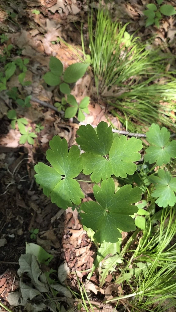 Aquilegia Canadensis
