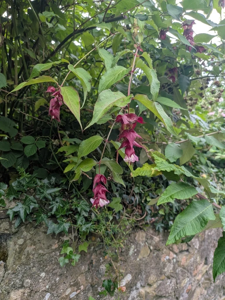 Leycesteria formosa