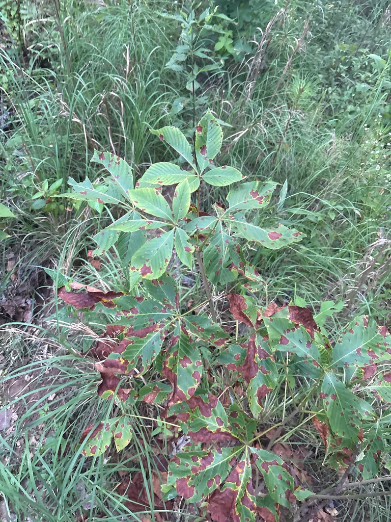 Aesculus Pavia
