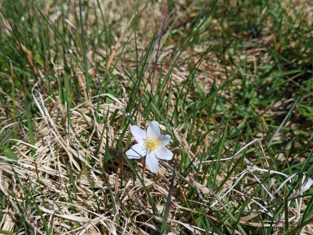 Anemone Nemorosa