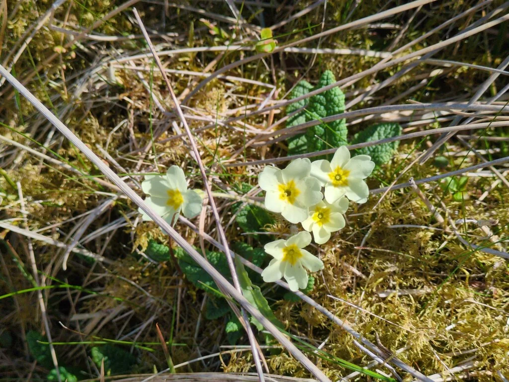 Primula vulgaris