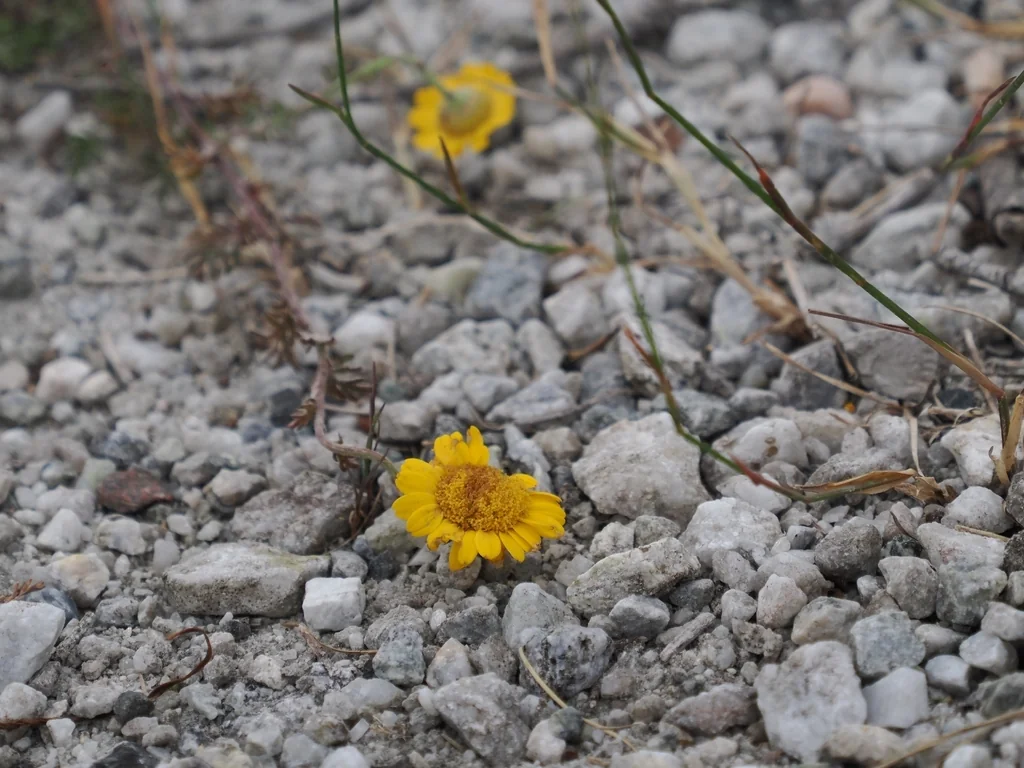 Anthemis Tinctoria